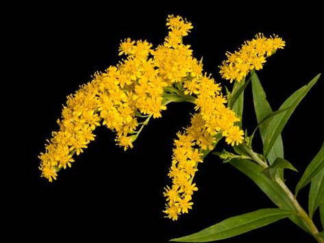 Goldenrod Goldenrod Flower, South Carolina Art, Scent Garden, Nebraska State, Healing Plants, Olive Green Color, Medicinal Herbs, Belleza Natural, Nebraska