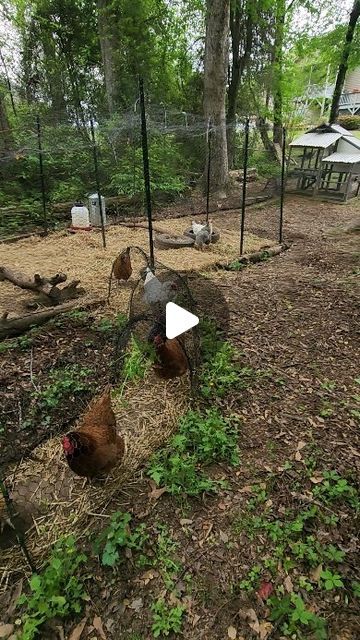 Chicken Tunnel, Chicken Tunnels, Farm Landscaping, Farm Animal Painting, Chicken Coop Garden, Front Yard Landscaping Pictures, Diy Garden Fountains, Farm Baby, Front Yard Landscaping Simple