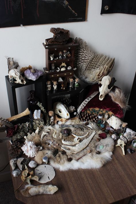 Character Bedroom, Oddities Collection, Oddities Decor, Taxidermy Decor, Witchy Room, Gothic Baby, Animal Skeletons, Earthy Aesthetic, Folk Magic