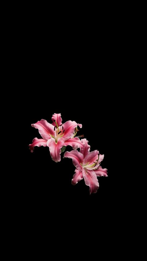 #Lily #wallpaper Black Pink Flower, Flower Lockscreen, Black Flowers Wallpaper, Pink And Black Wallpaper, Flowers Black Background, Pretty Wallpaper Ipad, Pink Flowers Background, Lily Wallpaper, Lilly Flower