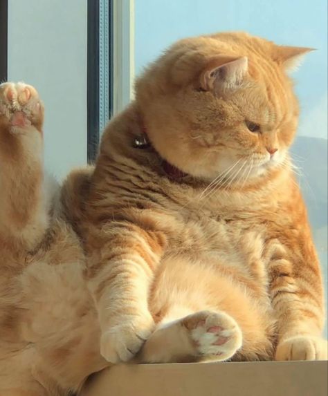 Orange British Shorthair, Cat Heaven, Cat Beautiful, Shorthair Cat, British Shorthair Cats, Orange Cats, Cat Funny, British Shorthair