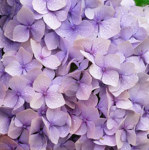 pics of flowers | Lilac hydrangea flowers photo - WP03256 Pics Of Flowers, Purple Hydrangea Wedding, Lilac Hydrangea, Flowers Lilac, Hydrangeas Art, Provence Lavender, Hydrangea Purple, Flowers Photo, Hydrangea Flowers