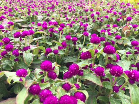 Gomphrena Buddy Purple | Bloom-Masters Sun Shade, Front Yard, Temple, Purple, Plants, Flowers