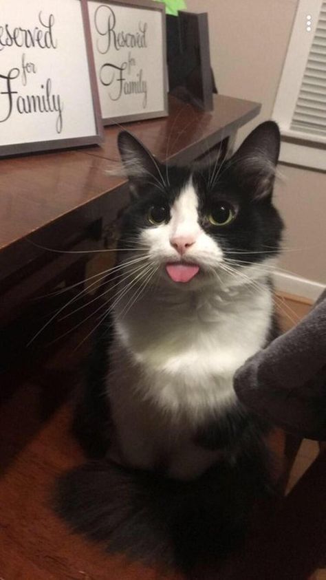 Just 18 Cats Doing Excellent Bleps | Cuteness Silly Cats Pictures, Silly Animals, White Cats, Silly Cats, Funny Animal Pictures, Pretty Cats, Beautiful Cats, 귀여운 동물, Cute Funny Animals