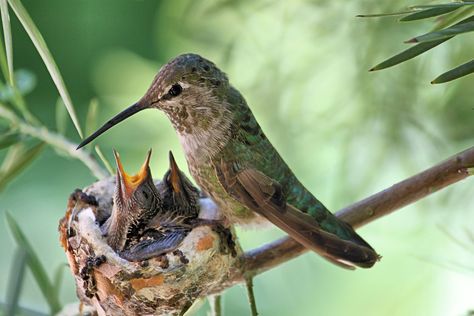 Hummingbird Habitat, Baby Hummingbirds, Hummingbird Nests, Hummingbird Nest, Sequencing Pictures, Bird Mom, Ruby Throated Hummingbird, Winter Activities For Kids, Hummingbird Garden