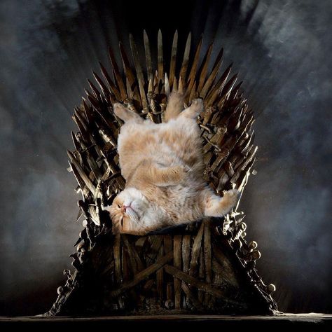 Hosico Cat, The Iron Throne, Kitten Images, Iron Throne, Star Children, Cat Facts, Funny Cat Pictures, Cute Cats And Kittens, Cat Pics