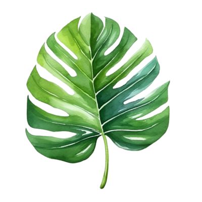 Plant Watercolor, Fairy Images, Leaves Watercolor, Leaves Illustration, Watercolor Plants, Monstera Leaves, Leaf Green, Free Vectors, Monstera Leaf