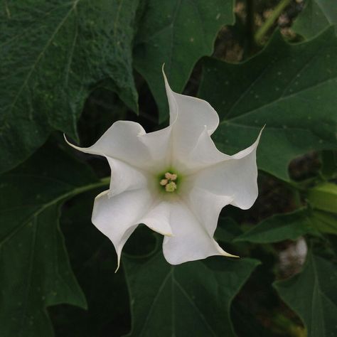 Brooklyn Botanic Garden, You Are My Moon, Plants Are Friends, Poisonous Plants, Moon Garden, Big Leaves, Botanic Garden, Moon Flower, Pretty Plants