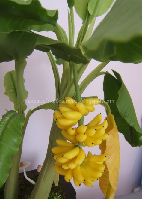 Clay Flower Art, Miniature Fruit Trees, Grow Banana Tree, Tree Orchard, Bonsai Fruit Tree, How To Grow Bananas, Banana Seeds, Bonsai Ficus, Banana Plant