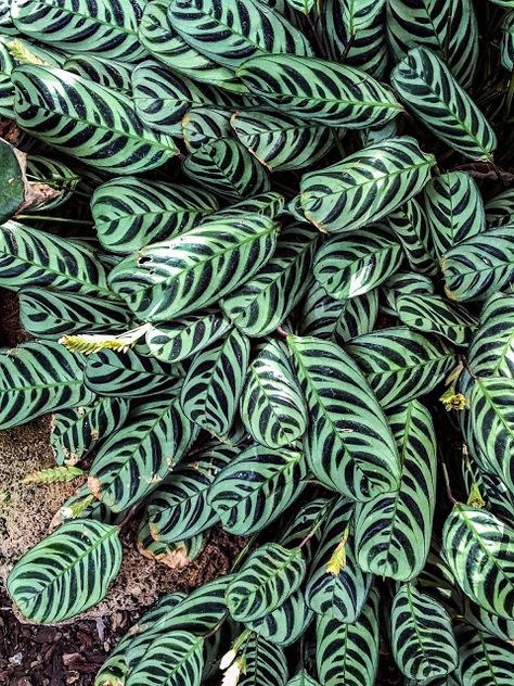 Ctenanthe burle-marxii | Walking Arizona Bewitched And Bewildered Alanea Alder, Philodendron Burle Marx Plant, Red Maranta Prayer Plant, Evergreen Perennials, Ctenanthe Burle-marxii, Aconitum Carmichaelii, Colorado Plateau, Garden Indoor, My Memories