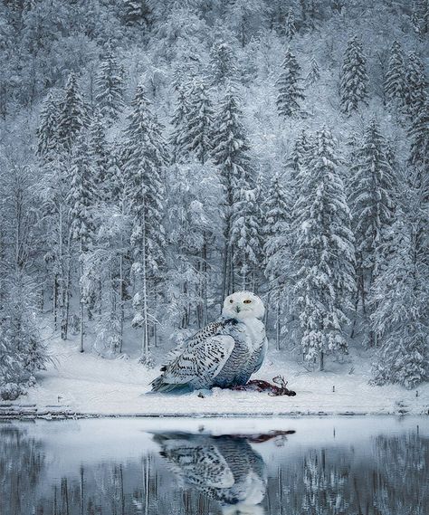 ArtStation - Snow Owl, Karl Sisson Snowy Owl Aesthetic, Owl Aesthetic, Snow Owl, Snowy Owl, Great Britain, Concept Design, Concept Art, Animals, Quick Saves