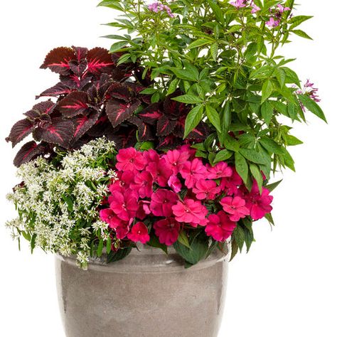 Eleanor | Proven Winners Spider Flower, Proven Winners Perennials, Proven Winners Plants, Porch Plants, Flower Containers, Garden Container, Fall Containers, White Plants, Proven Winners