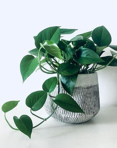 Epipremnum Aureum Jade care, images and videos - ChooseYourPlant Pothos Care, Jade Pothos, Scindapsus Pictus, Epipremnum Aureum, Pothos Plant, Iron Plant, Best Indoor Plants, Trailing Plants, Fast Growing Plants