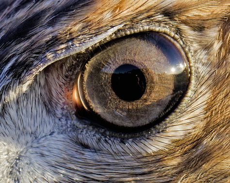 Red Tail Hawk, Animal Close Up, Regard Animal, Hawk Eye, Raptors Bird, Red Tailed Hawk, Bird Wallpaper, Wild Dogs, Birds Tattoo