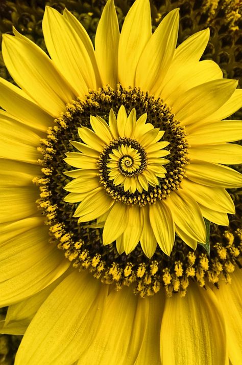 Sunflowers And Daisies, Art Fractal, Sunflower Pictures, Sun Flowers, Sunflower Wallpaper, Unusual Flowers, Sunflower Art, Sunflower Painting, Happy Flowers