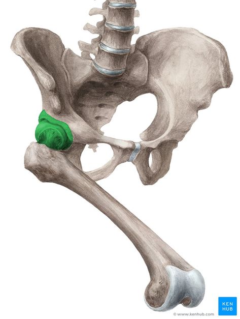 Hip Muscles Anatomy, Iliopsoas Bursitis, Hip Anatomy, Body Positive Photography, Thoracic Vertebrae, Human Anatomy For Artists, Pelvic Bone, Hip Bone, Articulation Therapy