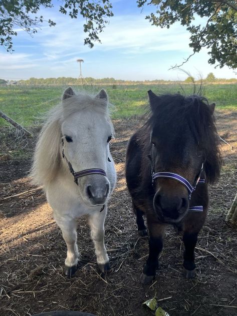 Pony Aesthetic, Pony Riding, Shetland Ponies, Miniature Ponies, Horsey Life, Cute Horse Pictures, Fake Animals, Shetland Pony, Pony Rides