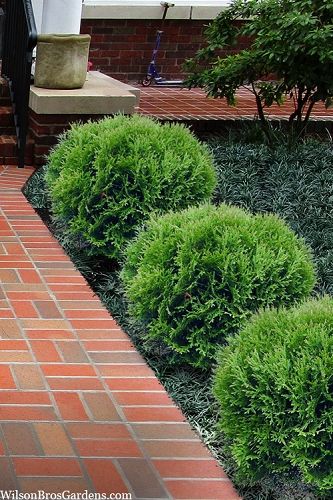 Arborvitae Landscaping, Globe Arborvitae, Shrubs For Borders, Giant Arborvitae, Arborvitae Tree, Thuja Occidentalis, Tom Thumb, Front Landscaping, Landscaping With Large Rocks