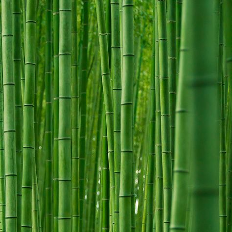 Bamboo forest : Arashiyama, Kyoto, Japan / Japón by Lost in Japan, by Miguel Michán, via Flickr Growing Bamboo, Bamboo Trees, Chinese Bamboo, Green Bamboo, Bamboo Garden, Lucky Bamboo, Bamboo Forest, Bamboo Plants, Gongs