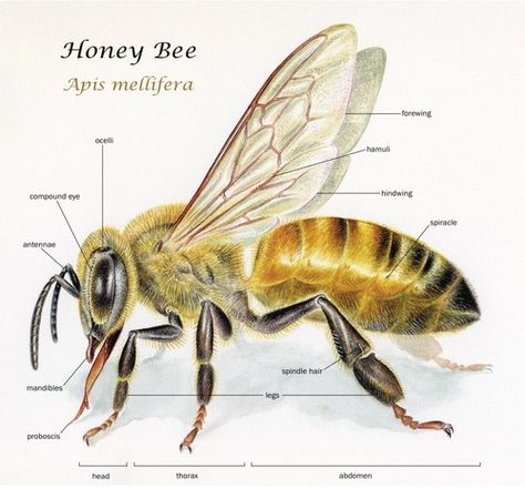 noelbadgespugh:  Honey Bee (Apis mellifera) . . commission for Urban Bee Gardens . . watercolor with labels added in Adobe Illustrator Bee Diagram, Bee Anatomy, Anatomy Tattoo, Bee Drawing, Worker Bee, Bees And Honey, Buzzy Bee, Bee Stuff, I Love Bees