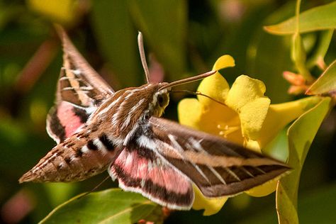 Twin Spotted Sphinx Moth, White Lined Sphinx Moth, Native Backyard, Ladybird Johnson, Pretty Bugs, Sphinx Moth, Famous Art Paintings, Tattoo Garden, Cute Moth