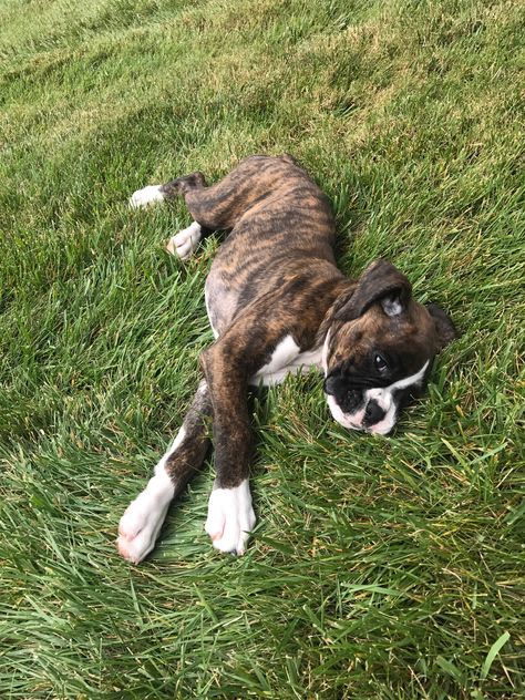 Boxer Mix Dogs, Brindle Boxer Puppies, Boxer Dogs Brindle, Cute Boxer Puppies, Boxer Pup, Boxer Dog Breed, Boxer Dog Puppy, Brindle Boxer, Boxer Dogs Funny