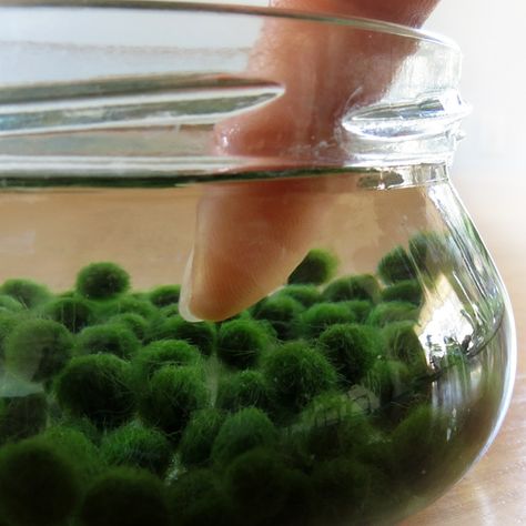 Nano Marimos For Your Aquarium (Set of 3) Marimo Moss Ball Aquarium, Marimo Aquarium, Moss Ball Aquarium, Marimo Moss Ball Terrarium, Aquarium Set, Marimo Moss, Marimo Moss Ball, Indoor Water Garden, Moss Ball