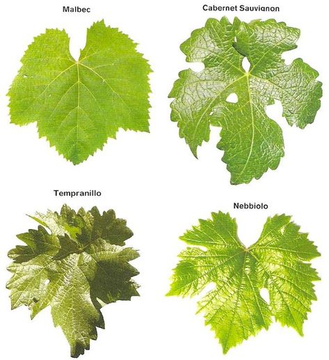 Did you know that you can identify a grape variety from its leaf structure?  Ampelography is the identification of leaves through visual inspection. . Leaf parts showing lobing the presence of sinuses as well as the teeth at the leaf edges are all distinguishing features of a grape variety.  . Does the leaf have hair? How many lobes does it have? What are the teeth size and shape? What shape is the petiolar region? What do the veins look like? And what shape is the overall leaf?  Answer these qu Leaf Parts, Elderberry Wine, Grape Plant, Leaf Structure, Wine Knowledge, Wine Tasting Events, Front Yard Garden Design, Wine Guide, The Teeth