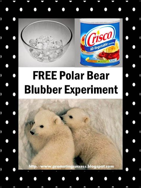 Polar Bears Winter Teachers Pay Teachers Promoting-Success Bear Learning Activities, Polar Bears Activities, Science Experiment For Kids, Experiment For Kids, Experiments Kids, Activities Kindergarten, 1st Grade Science, First Grade Science, Polar Animals