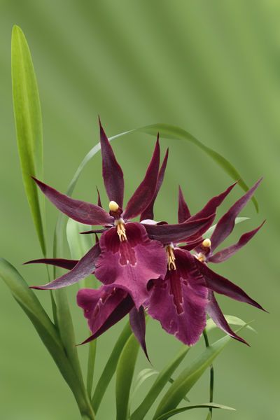 Miltassia 'Royal Robe' Orchid Photography, Exotic Orchids, Unusual Flowers, Orchid Care, Purple Orchids, Rare Flowers, Beautiful Orchids, Orchid Plants, Exotic Plants