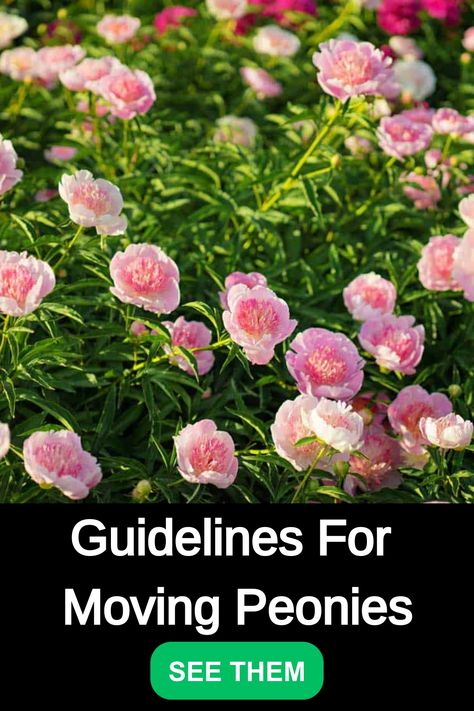 Discover the ideal timing for transplanting peonies with these insightful tips. Learn when it's best to relocate these gorgeous flowers to ensure a successful transition and continued bloom. Explore the secrets behind transplanting peonies for a thriving garden! When To Transplant Peonies, Peonies Transplanting, How To Transplant Peonies, Moving Peonies, Transplanting Peonies, Transplant Peonies, Hawthorn Tree, Planting Peonies, Peony Root