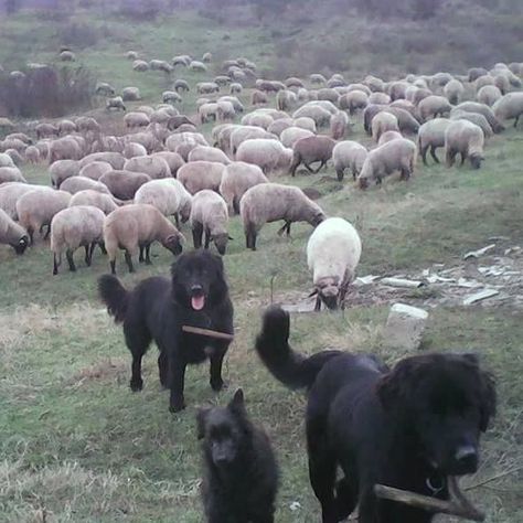 The Romanian Raven Shepherd Dog (Ciobănesc Românesc Corb) is a natural breed of livestock guardian dog originating in the Meridional Carpathian and Subcarpathian areal. They have been known for generations as "Ravens" because of their black robe. The dog was officially recognized by the Romanian Kennel Club on November 14, 2008. (wikipedia) Guardian Dog, Livestock Guardian Dog, Livestock Guardian, Ravens, Shepherd Dog, Big Dogs, The Dog, Dog Breeds, Dogs