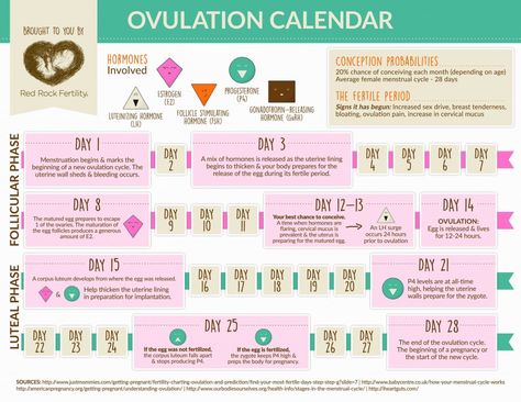 graphic ovulation calendar to help you easily understand ovulation How To Track Ovulation Cycle, Ovulation Pain, Ovulation Calendar, Menstruation Cycle, Ovulation Cycle, Ovulation Tracking, Health Infographics, Baby Bullet, Ovulation Test