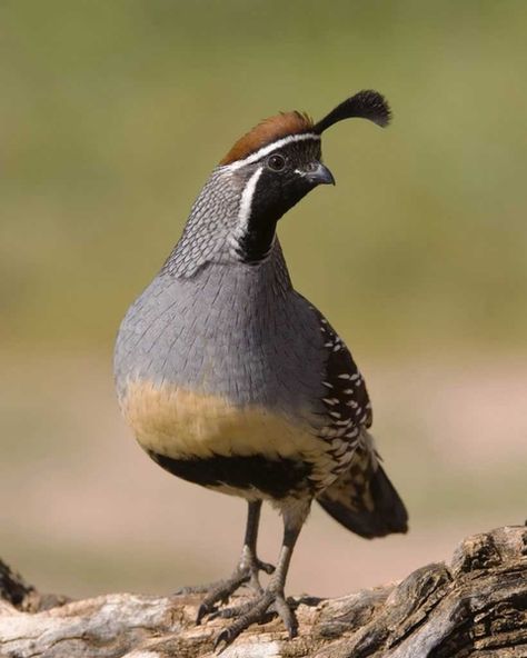 Gambel's Quail - seen in Green Valley, AZ Gambels Quail, Hunting Pics, Button Quail, Quail Bird, Bird Reference, Quails, Hatching Eggs, Bird Eggs, Birds Nest