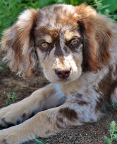 australian_shepherd_and_cocker_spaniel Aussie Doxie, Pretty Puppy, Delicious Lasagna, Cocker Spaniel Mix, Lasagna Recipes, Dog Advice, Australian Shepherd Puppy, Australian Shepherd Mix, Cute Puppy Pictures