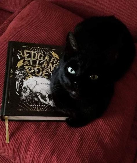 Poe Edgar, Cute Cat Memes, I See Red, Allen Poe, Edgar Allen Poe, Dark Feminine Aesthetic, Get Back To Work, Season Of The Witch, Edgar Allan