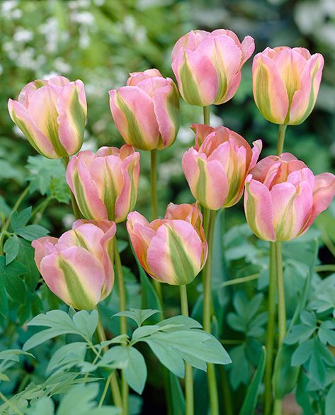 Tulip 'Greenland' Tulip Bulbs, Cottage Gardens, Spring Bulbs, Fall Plants, Find Color, Perennial Garden, Pink Tulips, Bulb Flowers, Lawn Care