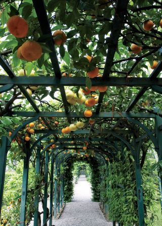 Traditional Garden in Tremezzo, Italy Villa Carlotta, Citrus Garden, Garden Vines, Meteor Garden 2018, Magic Garden, Italian Garden, Traditional Garden, Traditional Landscape, Orange Tree