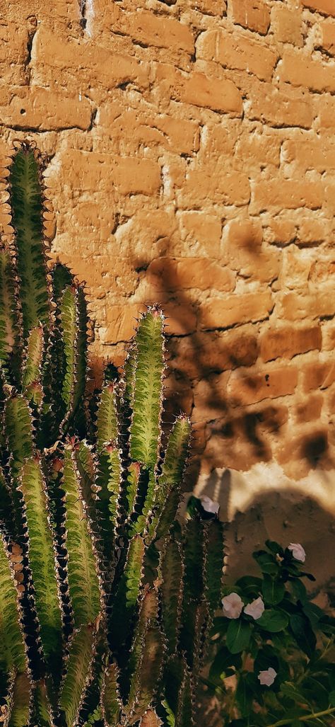 Cactus Plants, Cactus, Tumblr, Design