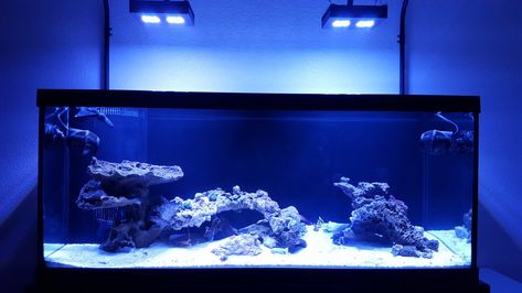 Show me your 75 gallon aquascapes | REEF2REEF Saltwater and Reef Aquarium Forum 75 Gallon Aquascape, Reef Tank Aquascaping, 75 Gallon Aquarium, Peace Building, Reef Tanks, Aquarium Ideas, Rock Sculpture, Aquascape Aquarium, Beyond The Sea