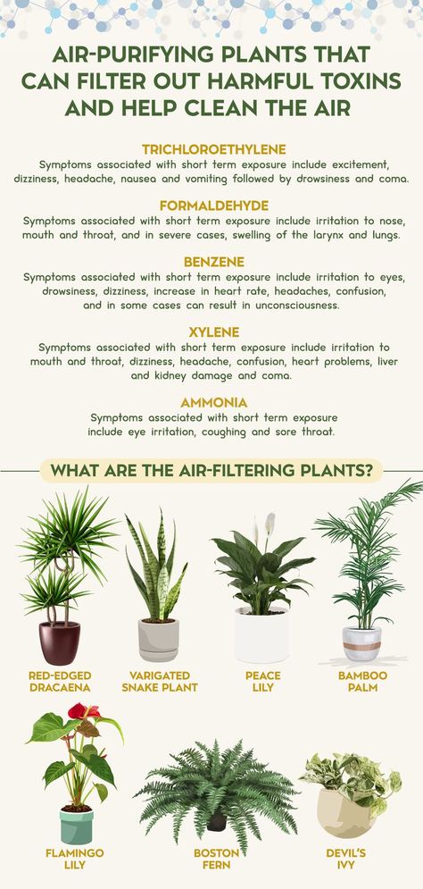 Air Filtering Plants, Best Air Purifying Plants, Natural Decongestant, Natural Air Purifier, Air Purifying House Plants, Plant Care Houseplant, Inside Plants, Perennial Herbs, Best Indoor Plants