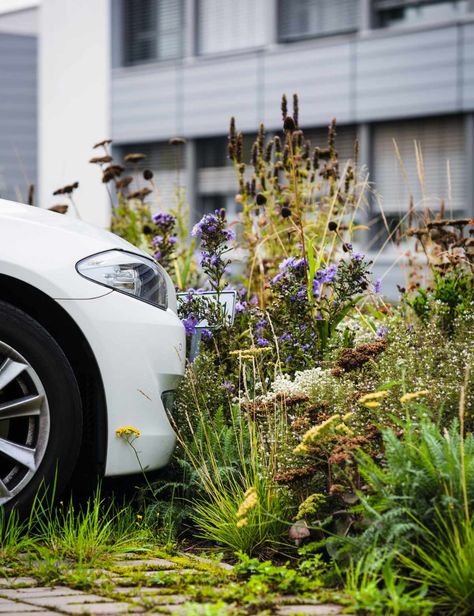 Parking Area In Front Of House, Private Garden Design, Small Front Gardens, Narrow Garden, Front Gardens, Small Front Yard, Dappled Light, Garden Park, Parking Space