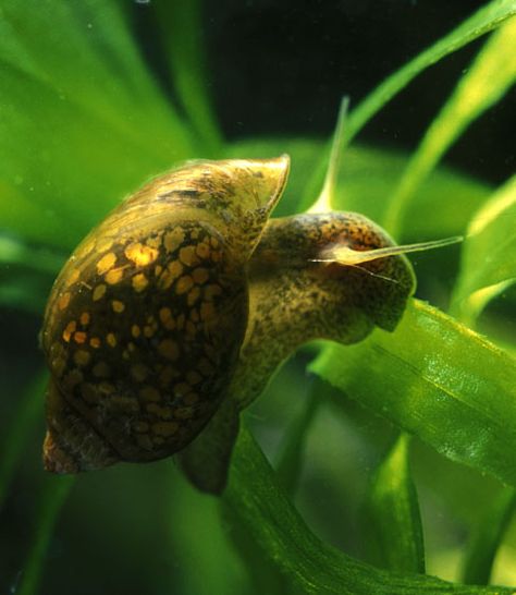 Physa acuta (freshwater snail) May carry a pathogenic worm. See chart. (Metacarceriea, second intermediate host.) Pond Snails, A Bug's Life, Forest Garden, Crustaceans, Dog Breeder, Bugs And Insects, Freshwater Aquarium, Freshwater Fish, Betta Fish