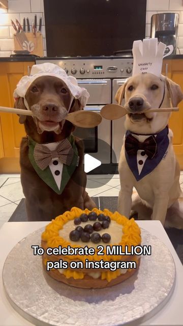 Good Boy Ollie 🐶 on Instagram: "Such lucky boys 🥹🎂 We cannot believe they these two sweet boys now have 2 MILLION friends on Instagram! Thank you all! I remember last year promising everybody that Ollie would get a cake when we got 1 million, but it fell right in the middle of our advent calendar fun so we never managed it. But that cake was TWICE as good this year 🥰 I know I say it all the time, but we truly are grateful for each and every one of you on Instagram, Facebook, and TikTok. I wish the boys knew just how many internet aunties and uncles they have!" Ollie And Tato Videos, Good Boy Ollie Videos, Good Boy Ollie, Two Sweet, Funny Pets, Good Boy, Animal Videos, My Happy Place, Happy Place