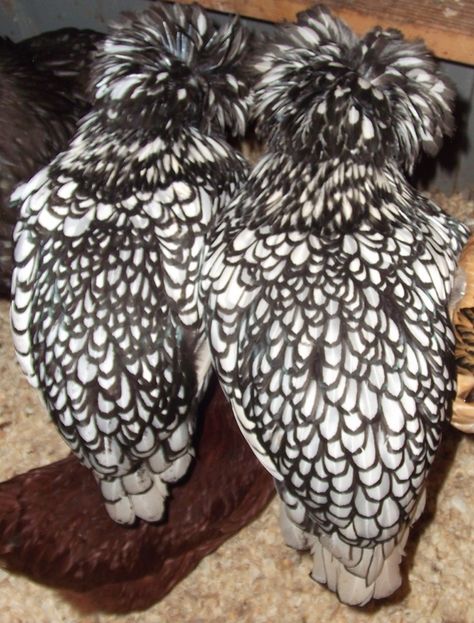 White Leghorn Hen, Silver Laced Wyandotte Eggs, Hen Gathereth Her Chickens, Golden Laced Wyandotte Hen, Silver Laced Wyandotte Hen, Polish Chicken, Gamebirds, Hobby Farm, Silver Lace