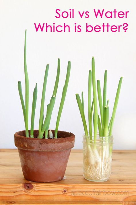 How to regrow green onions, scallions, spring onions from kitchen scraps infinitely! Two fast & easy ways to grow cuttings in water or soil indoors or outdoors for endless harvests! – A Piece of Rainbow #backyard #gardens #gardening #gardeningtips #homestead #homesteading #urbangardening #gardendesign #gardenideas #containergardening #diy #gardeningtips homestead, green living, gardening tips, sustainable ideas, kids science projects, homeschool activities Regrow Spring Onions, How To Grow Spring Onions, Spring Onion Plant, How To Regrow Vegetables From Scraps, Grow Onions From Scraps, How To Plant Scallions, How To Plant Green Onions, Regrow Onion From Scraps, How To Grow Scallions