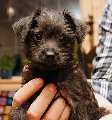 Miniature Pinscher-Miniature Poodle Mix Puppy | LYNVINGEN PHOTOS Poodle Mix Puppies, Toy Poodle Puppy, Miniature Pinscher Dog, German Pinscher, Mini Pinscher, Min Pins, Poodle Grooming, Dog Mixes, Min Pin