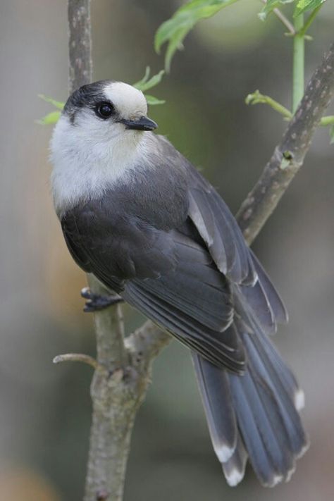 Green Jay Bird, Grey Jay, Canada Wildlife, Final Flash, Gray Jay, Grey Bird, Cute Small Animals, Bird Tattoo, Bird Pictures