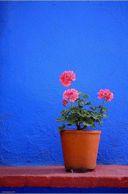 Mexican Colors, Frida And Diego, Blue House, Blue Walls, World Of Color, Geraniums, 그림 그리기, Belle Photo, Color Inspiration