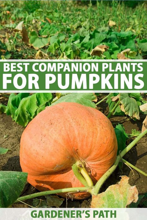 Best Companion Plants, Companion Planting Vegetables, Companion Gardening, Garden Patch, Garden Companion Planting, Planting Pumpkins, Fall Gardening, Pumpkin Garden, Planting Tips